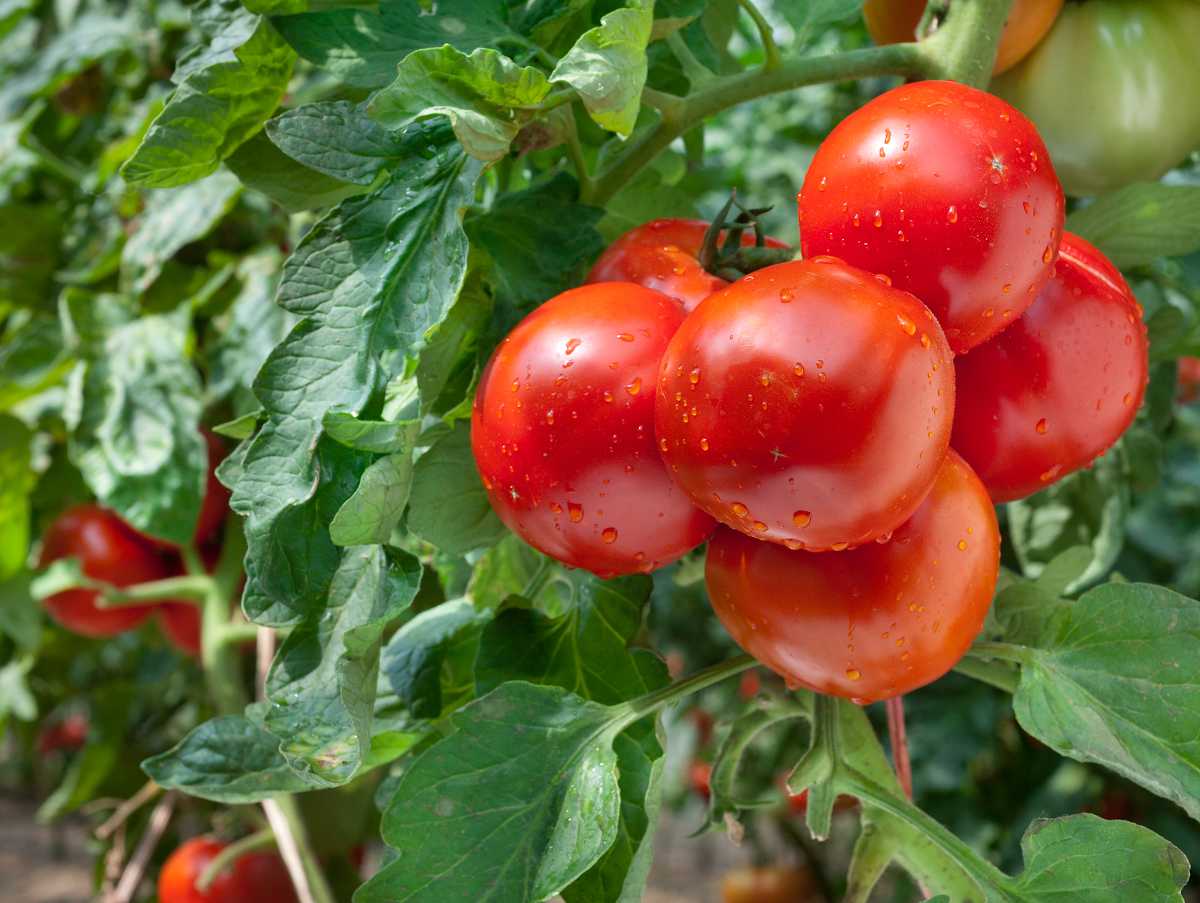 Togo : la tomate de contre saison, l&rsquo;or rouge du nord