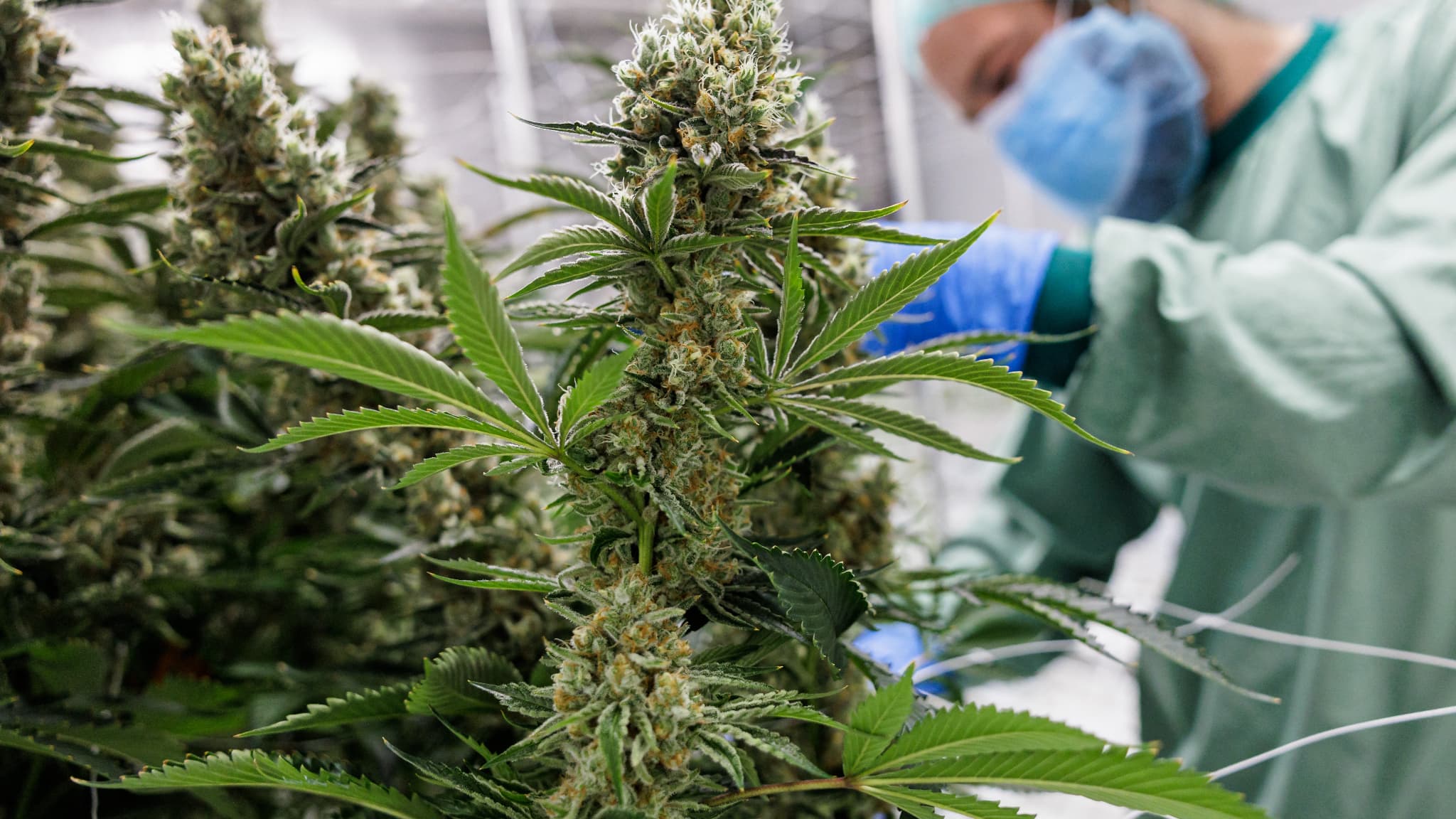 Légalisation du cannabis au Maroc