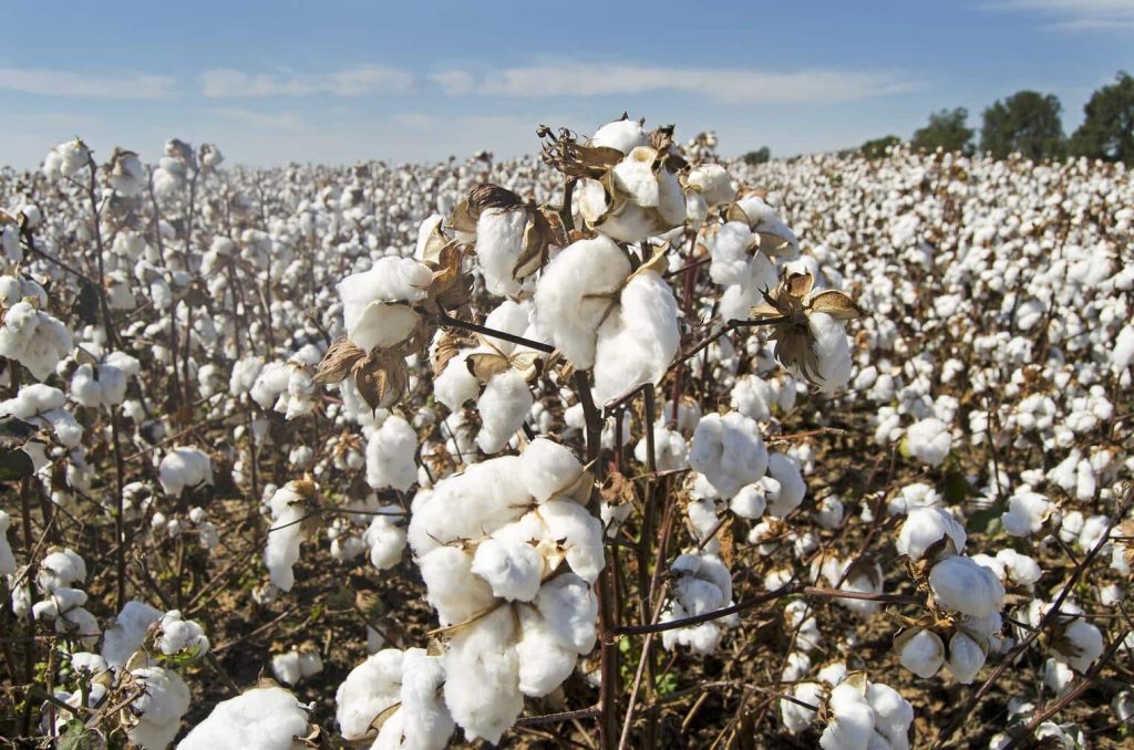 Le Mali détrône le Bénin comme premier producteur de coton en Afrique