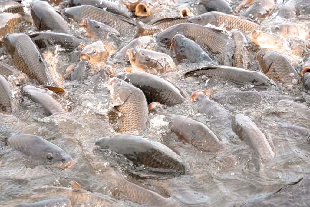 Alerte sanitaire à Lomé : Des poissons morts découverts à Todman