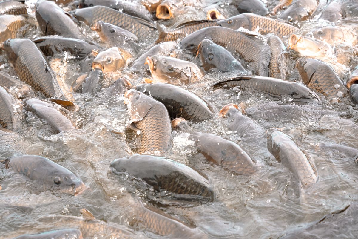 Alerte sanitaire à Lomé : Des poissons morts découverts à Todman